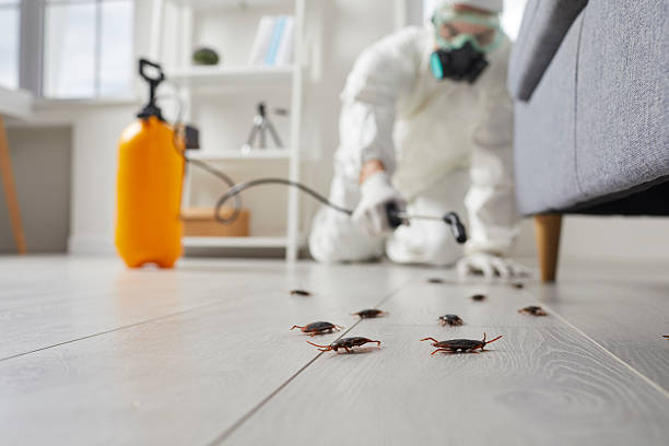 Commercial Rodent Management in Mallory